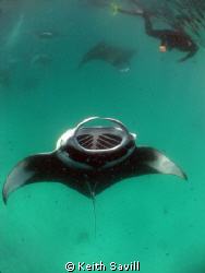 After an hour of watching in amazement approx 100 Mantas ... by Keith Savill 
